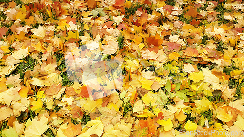Image of Bright autumn background from fallen leaves of maple and grass