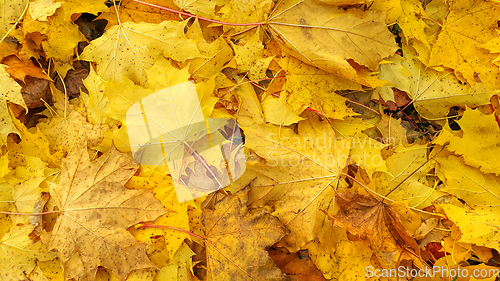 Image of Autumn background from fallen yellow foliage of maple tree