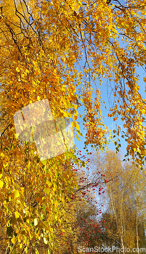 Image of Bright yellow autumn foliage of birch and mountain ash berries