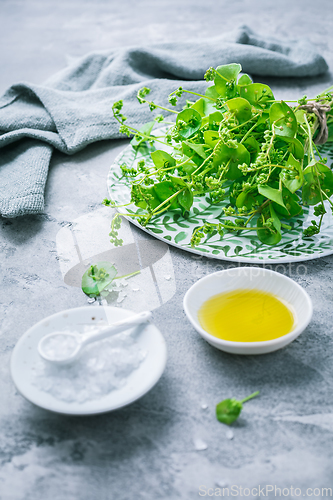 Image of Winter purslane, Indian lettuce, with olive oil and salt. Claytonia perfoliata