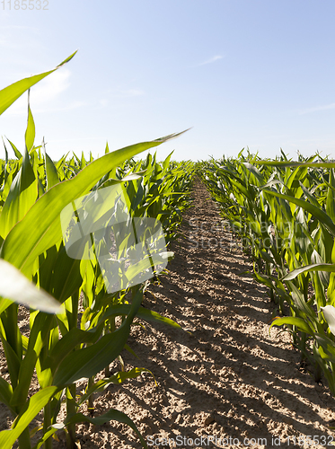 Image of green beautiful corn foliage