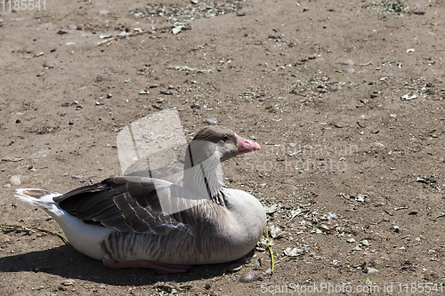 Image of sitting duck