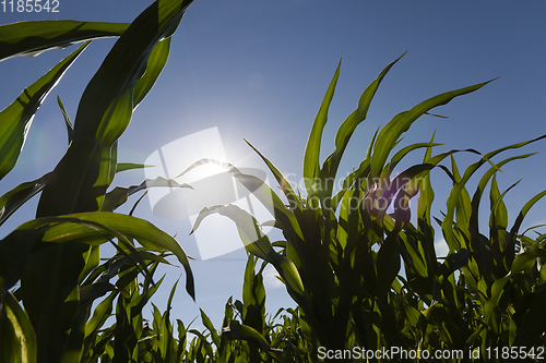 Image of sun shining over corn