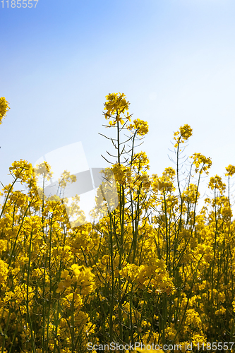 Image of yellow rape flowers