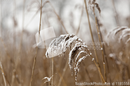 Image of tassels of dry grass