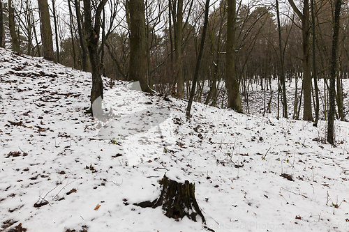 Image of Tree branches in the snow