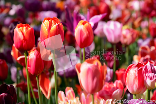 Image of Blooming tulips flowerbed in Keukenhof flower garden, Netherland