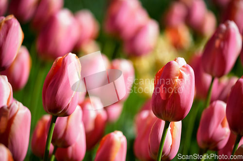 Image of Blooming tulips flowerbed in Keukenhof flower garden, Netherland