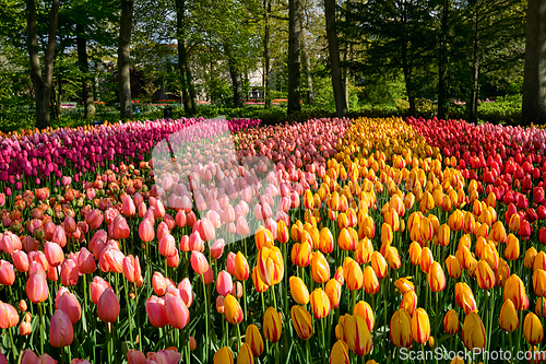 Image of Blooming tulips flowerbed in Keukenhof flower garden, Netherland