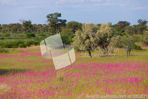 Image of Blooming Kalahari desert South Africa wilderness