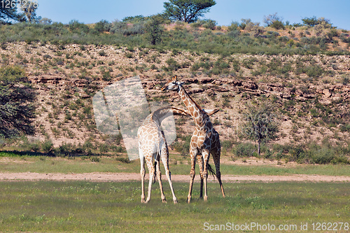 Image of cute Giraffes in love, South Africa wildlife