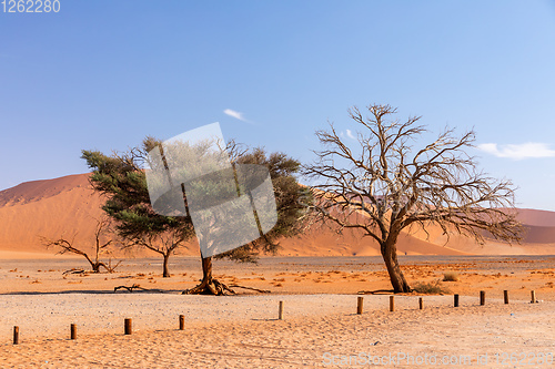 Image of Dune 45 in Sossusvlei, Namibia desert