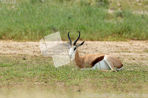 Image of Springbok in kalahari, South Africa wildlife