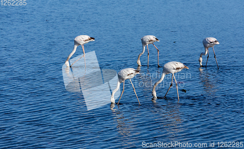 Image of Rosy Flamingo colony in Walvis Bay Namibia