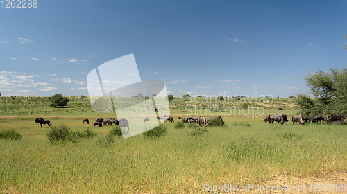 Image of Blue Wildebeest in Kalahari, South Africa