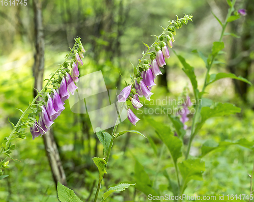 Image of common foxglove flowers