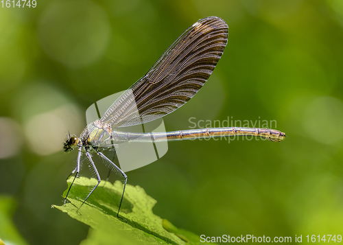 Image of dragonfly closeup