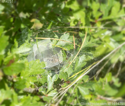 Image of funnel-web spider