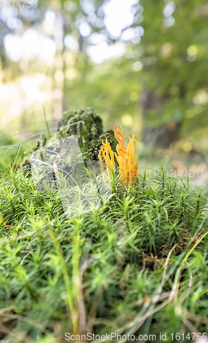 Image of orange coral fungi