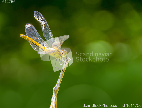 Image of resting dragonfly