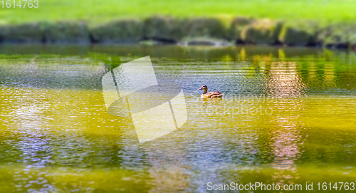 Image of Wild duck swimming in a pond