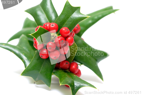 Image of Sprig of ilex