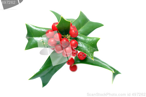 Image of Sprig of ilex