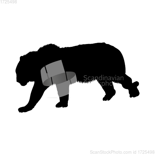 Image of Tiger Silhouette