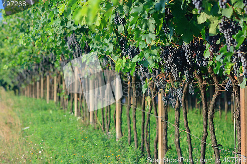 Image of Ripe grape bunches