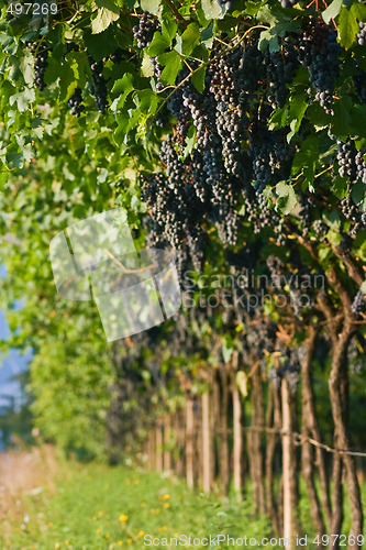 Image of Ripe grape bunches