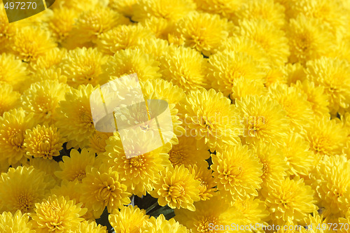 Image of Yellow chrysanthemum background