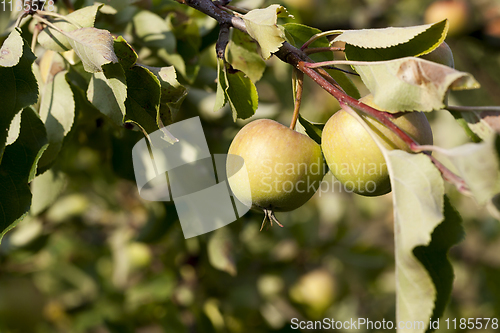 Image of green apples hanging on apple