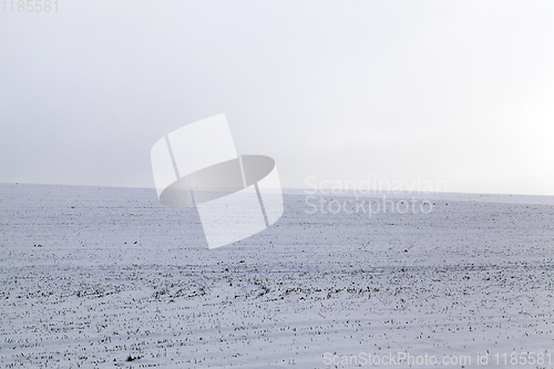 Image of Snow drifts in winter