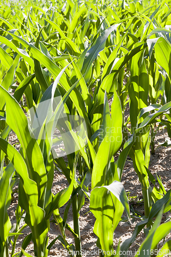 Image of fresh green corn foliage