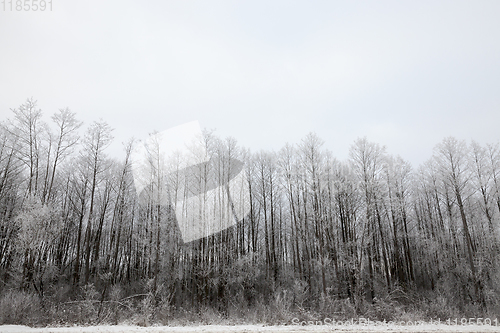 Image of Snow drifts in winter