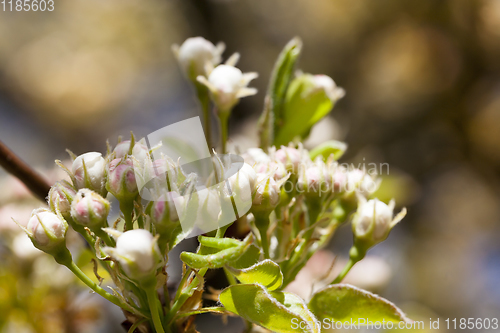 Image of closed buds of an apple