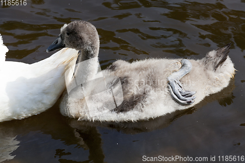 Image of family of swans