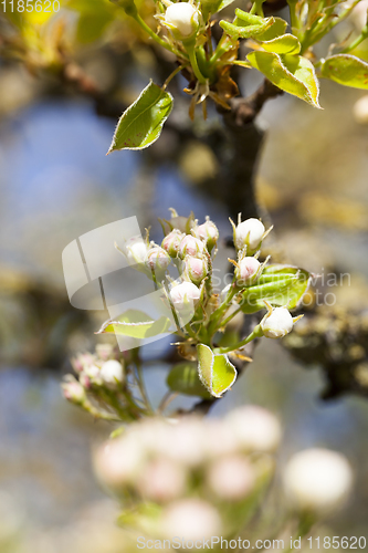 Image of closed buds of an apple