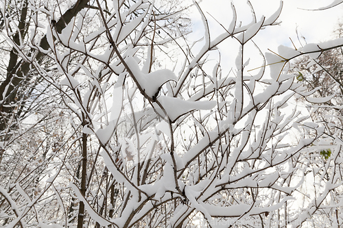 Image of Young forest in winter