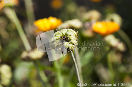 Image of faded flowers of marigold