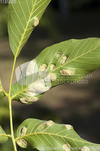 Image of struck foliage walnut mites