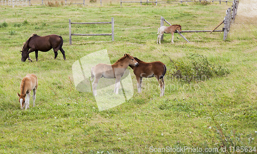 Image of group of little foals playing together and an adult horse