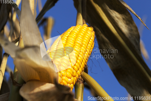 Image of open corn cobs