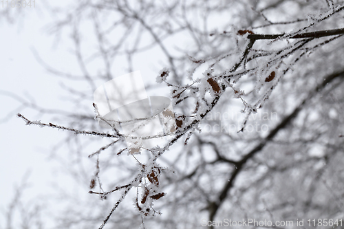 Image of branches of deciduous trees