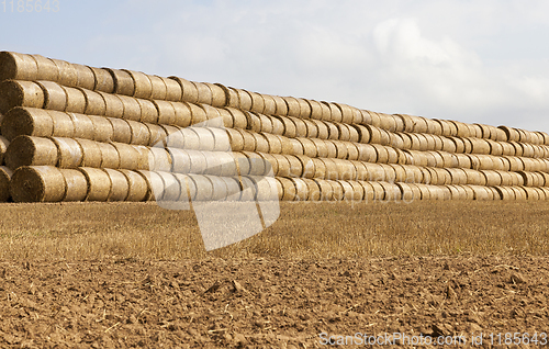 Image of cylindrical rolls of straw