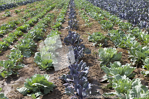 Image of green and purple cabbage