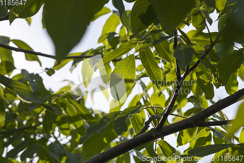 Image of green fresh foliage of a walnut