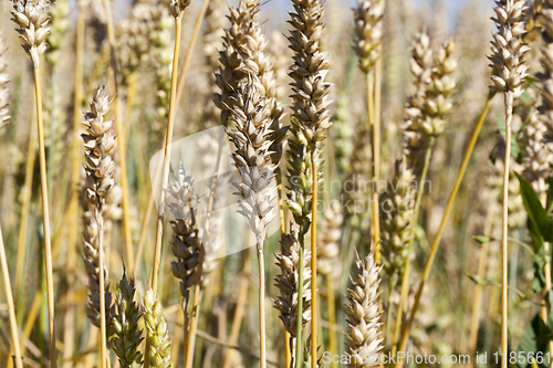 Image of wheat spikelets