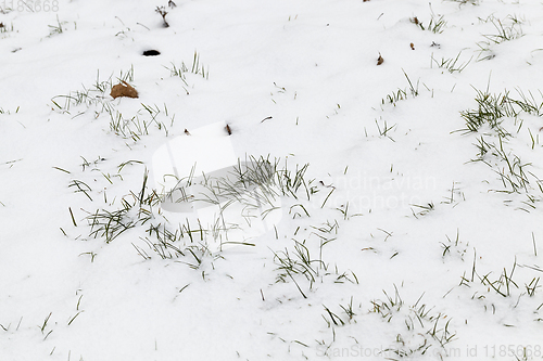 Image of After snowfall