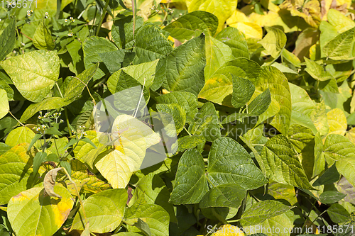 Image of yellowed foliage of peppers